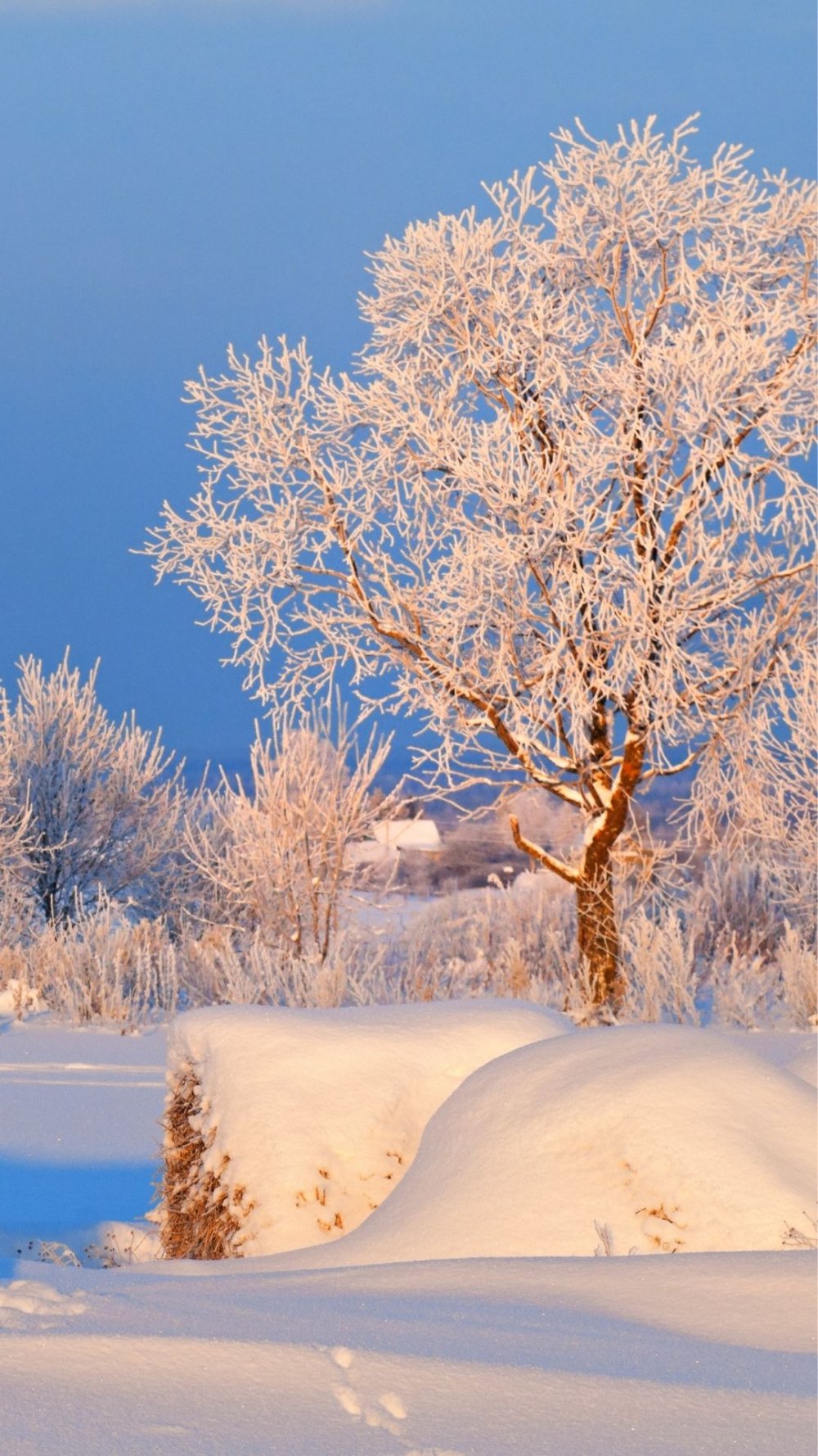 Aralık Ayına Özel Sosyal Medya Postları: Kışın Büyülü Dünyası