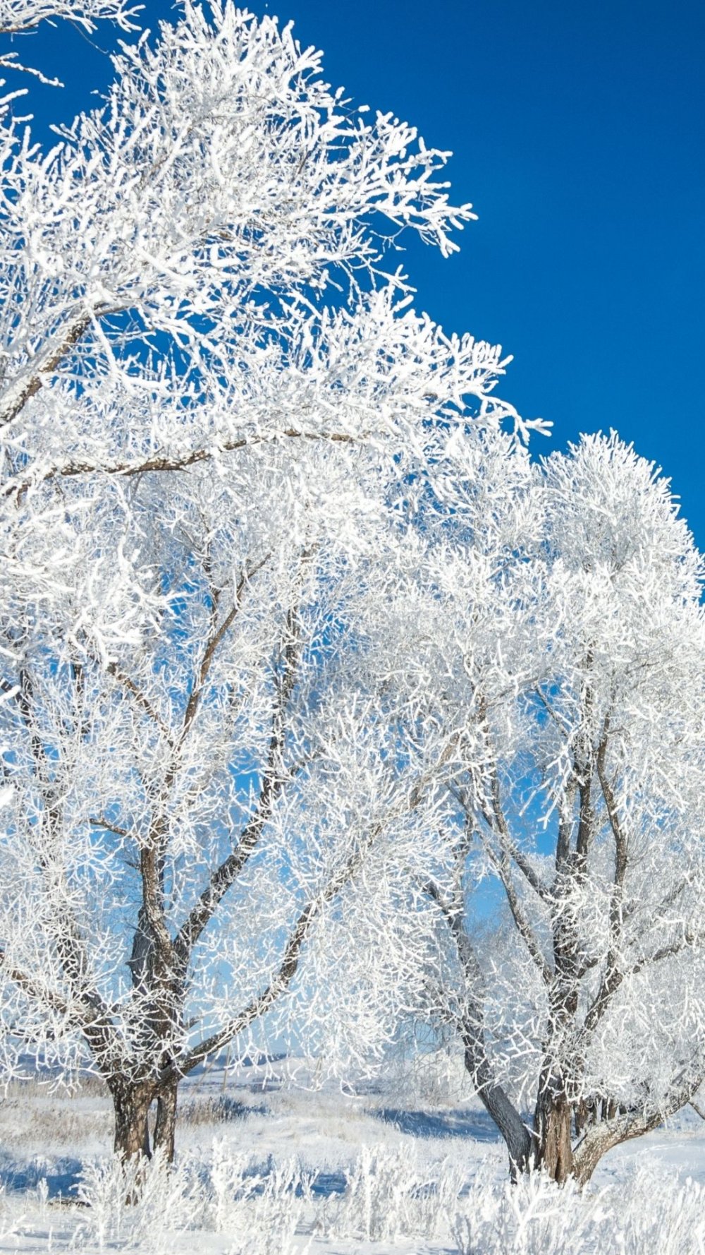 Aralık Ayına Özel Sosyal Medya Postları: Kışın Büyülü Dünyası